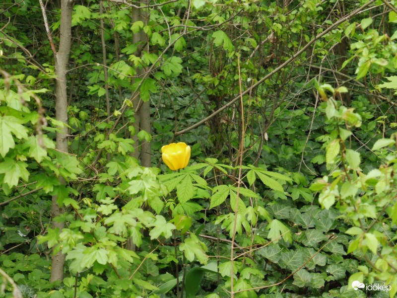 Meglepetés! Az erdő mélyéről kandikált ki ez a tulipán.