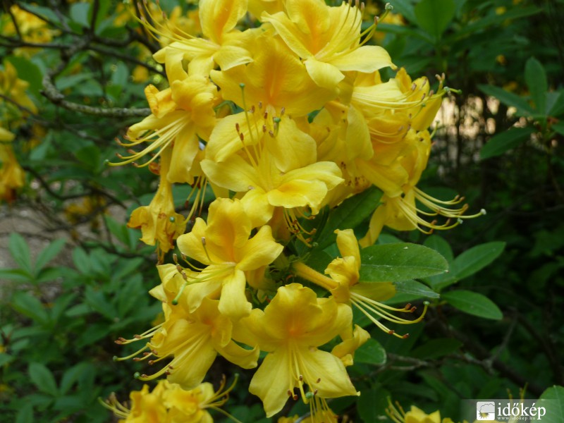 Rododendron