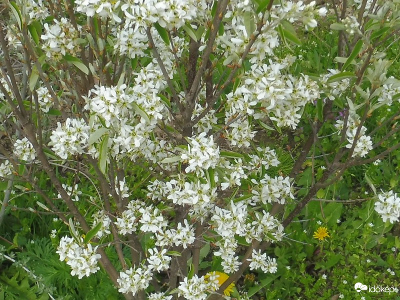 Kanadai fanyarka
