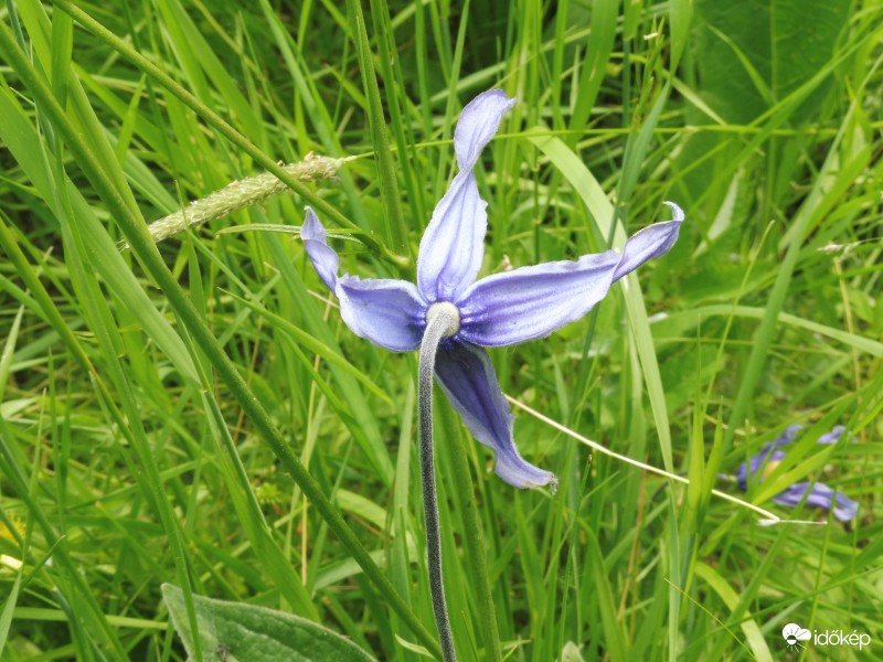 réti iszalag (clematisz)