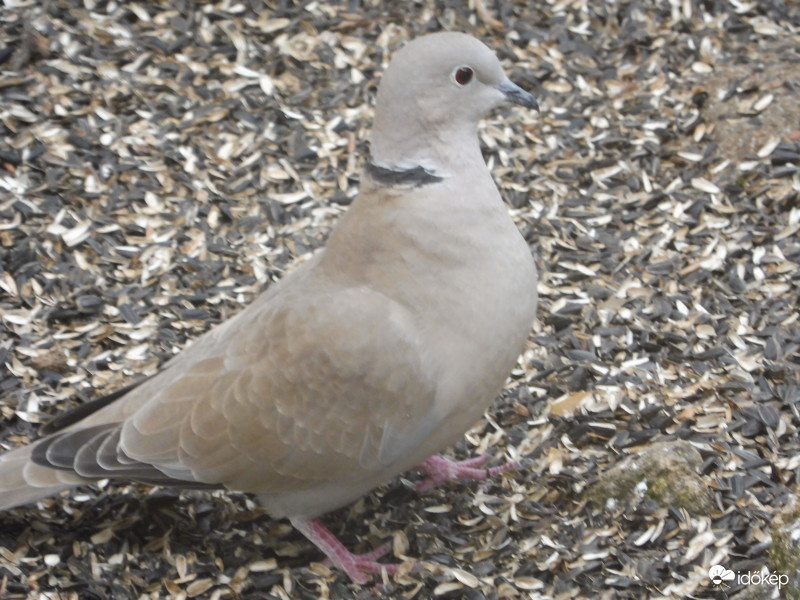 Jaj, majdnem félrenyeltem!