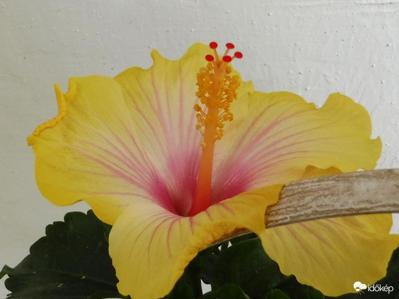 hibiszkusz kosárban