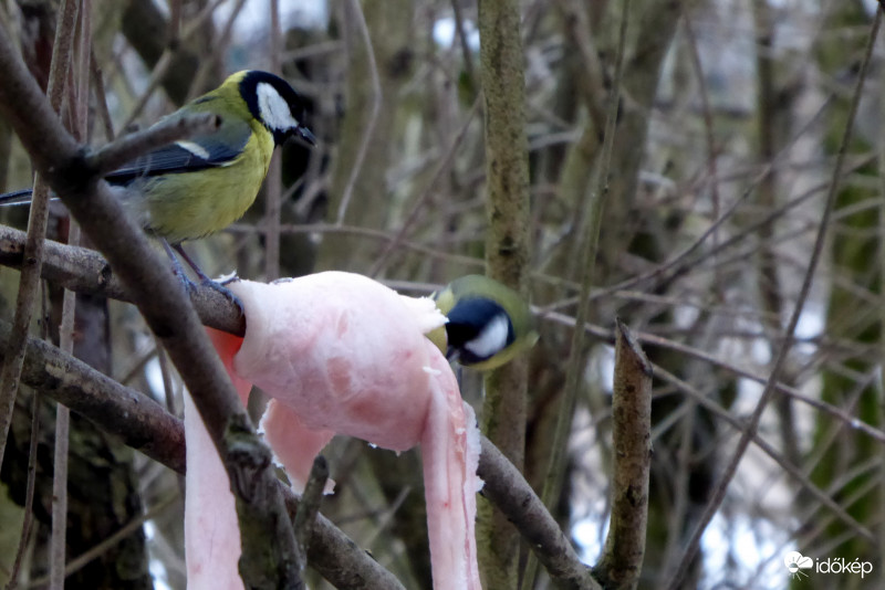 Ide dugtam valahová a magot verebek elől