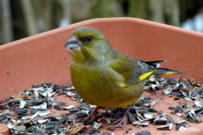Mag héjazó művész