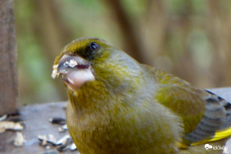 Hű! Szerencsére csak egy galamb az!