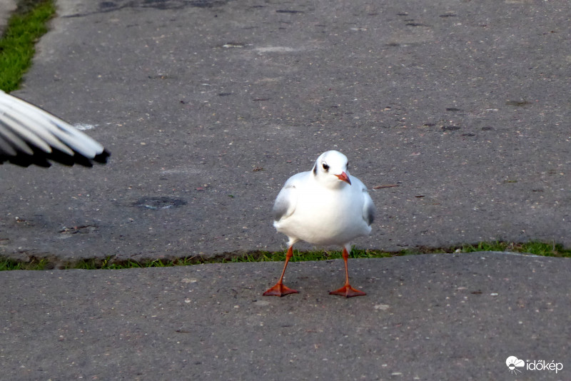 " Mondd kis "kócos" hol van a mamád.."