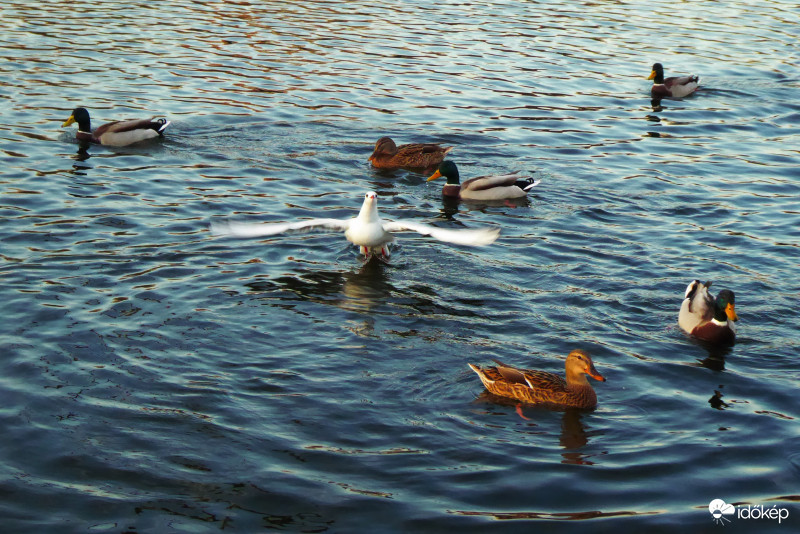 Honi albatrosz, kevesebb a szárnytávolsága, de legalább a miénk