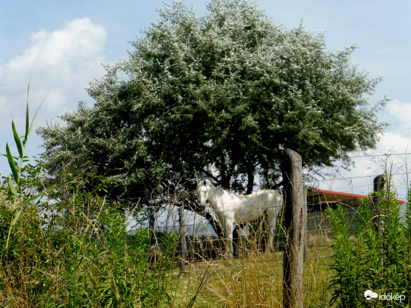 A lovacska is árnyékban 