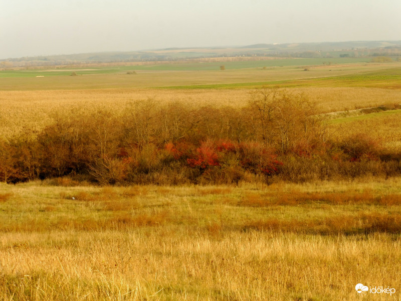 Sárguló mezők