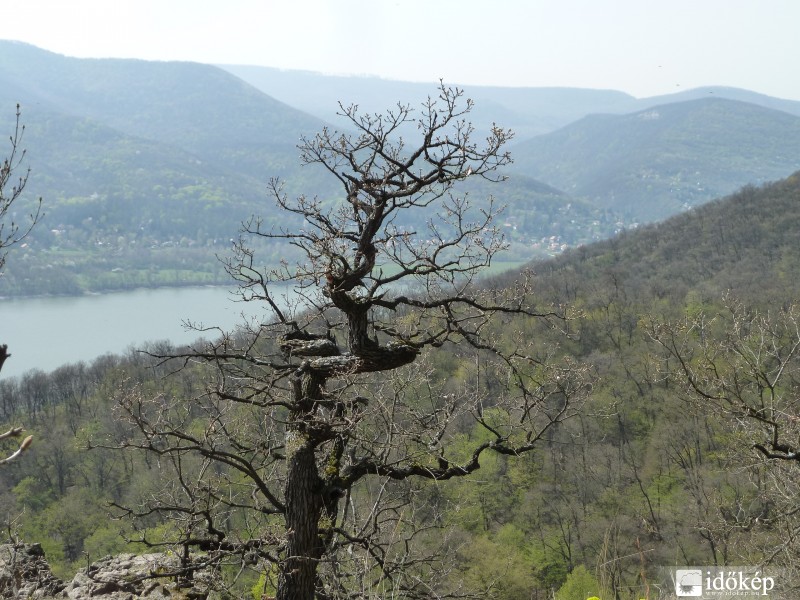 táncoló ágak-bogak
