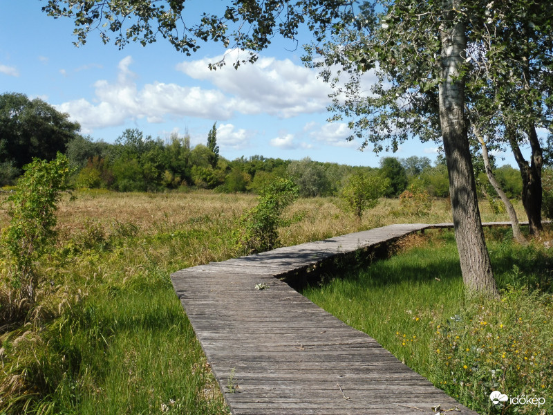 Felhők alatt, nádas felett, pallókon járva 