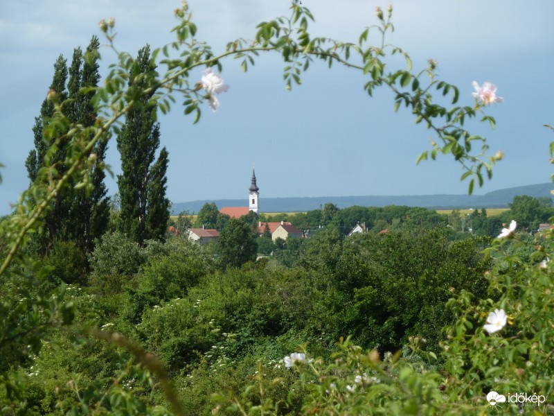 Szári táj