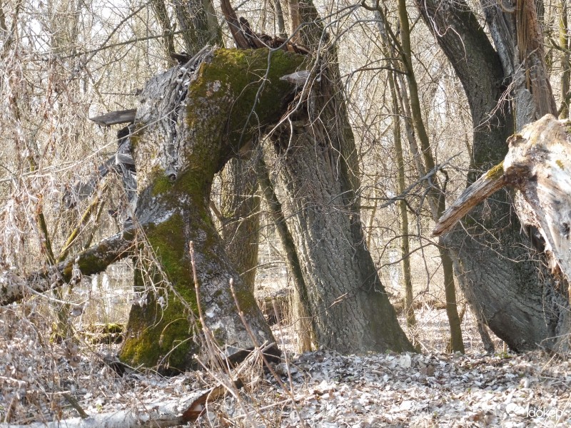 Jobb oldalról csőrös madár figyeli a fa hátra szaltóját