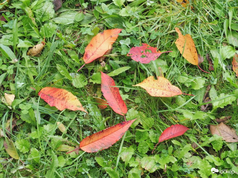 Mint a húsvéti tojások, úgy díszlenek a zöld fűben