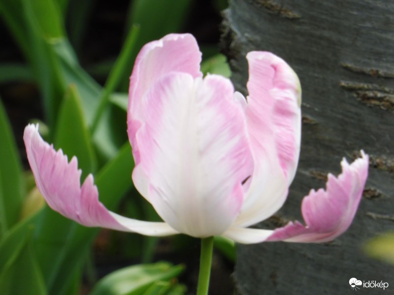 tulipán, mint egy tavirózsa