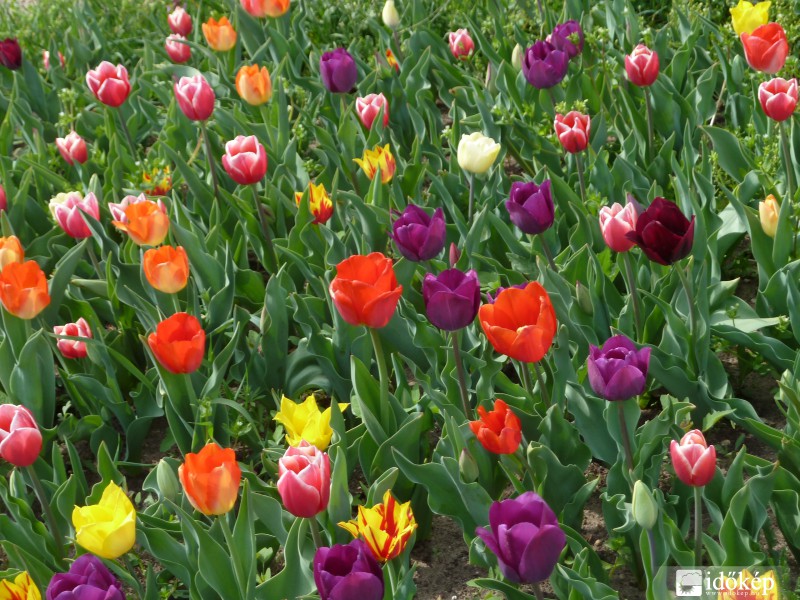 tulipánok