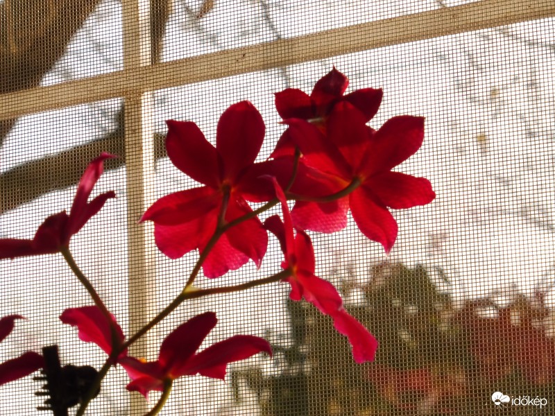 Amott kinn a téli világ, benn az orchidea virág