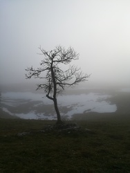 elágazások