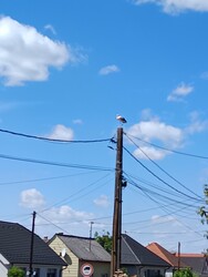 Szentpéterfa