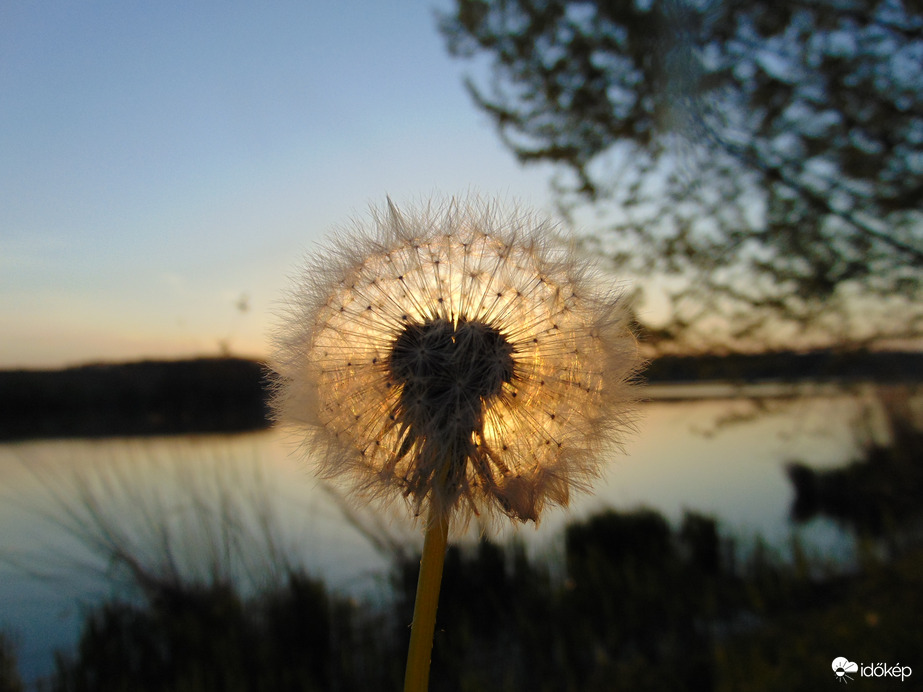Pitypang a Deseda -tónál