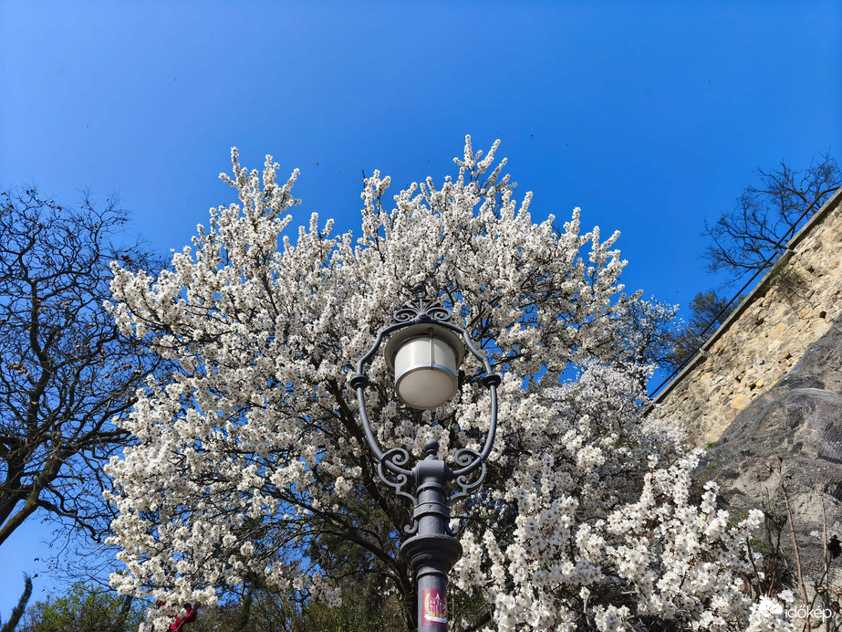 Mandulafa virágzás