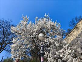 Mandulafa virágzás