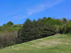 Vác  - Gombás