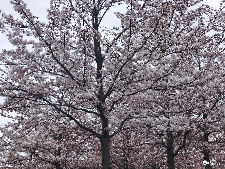 Budapest, Millenáris