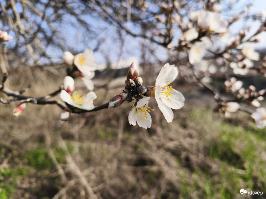 Mandulafa virágzás