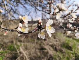 Mandulafa virágzás