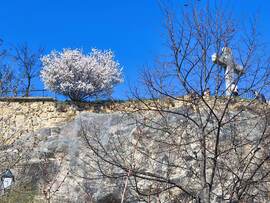 Mandulafa virágzás