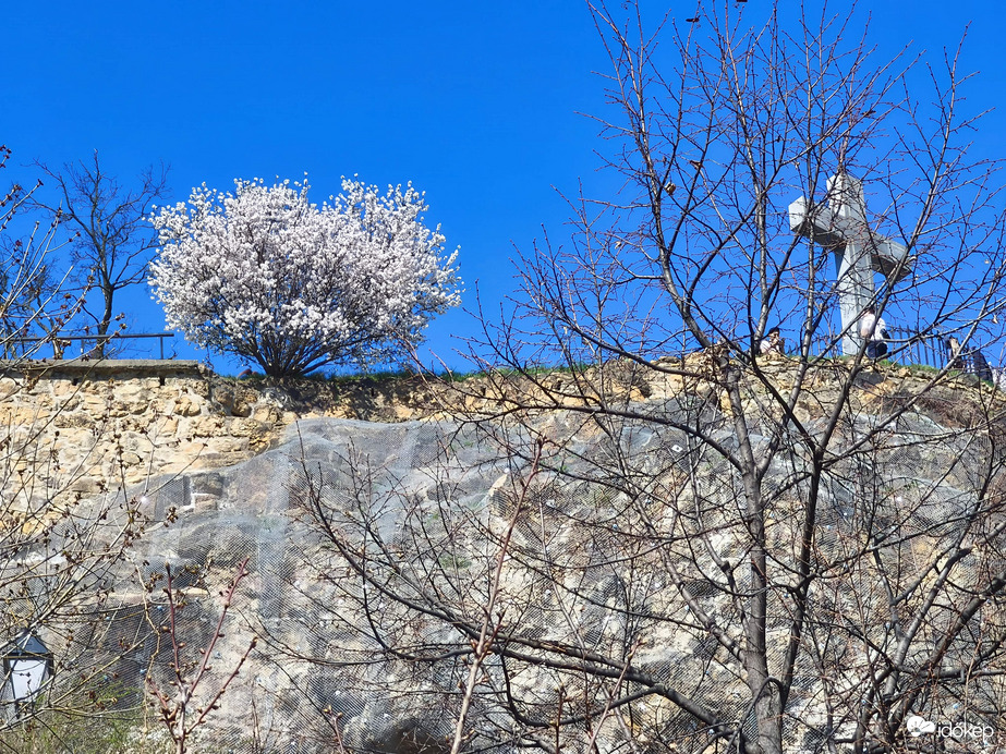 Mandulafa virágzás