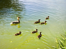 Vác