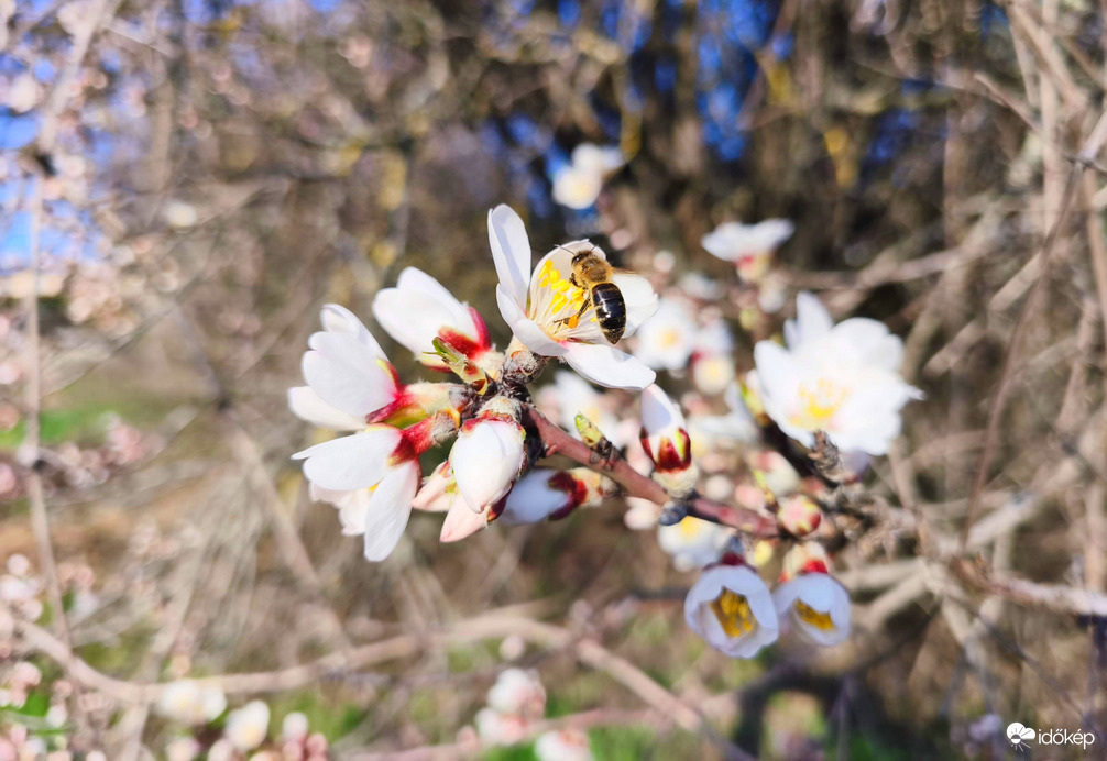 Mandulafa virágzás