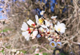 Mandulafa virágzás