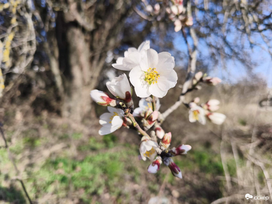 Mandulafa virágzás