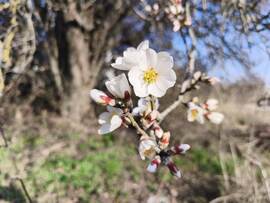 Mandulafa virágzás