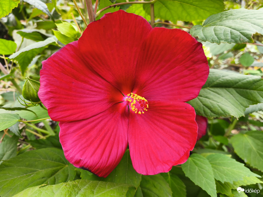 Mocsári hibiszkusz