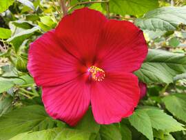 Mocsári hibiszkusz
