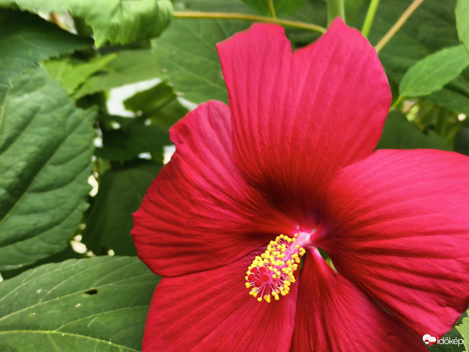 Mocsári hibiszkusz 2