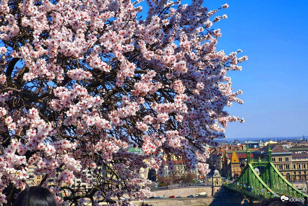 Mandulafa virágzás