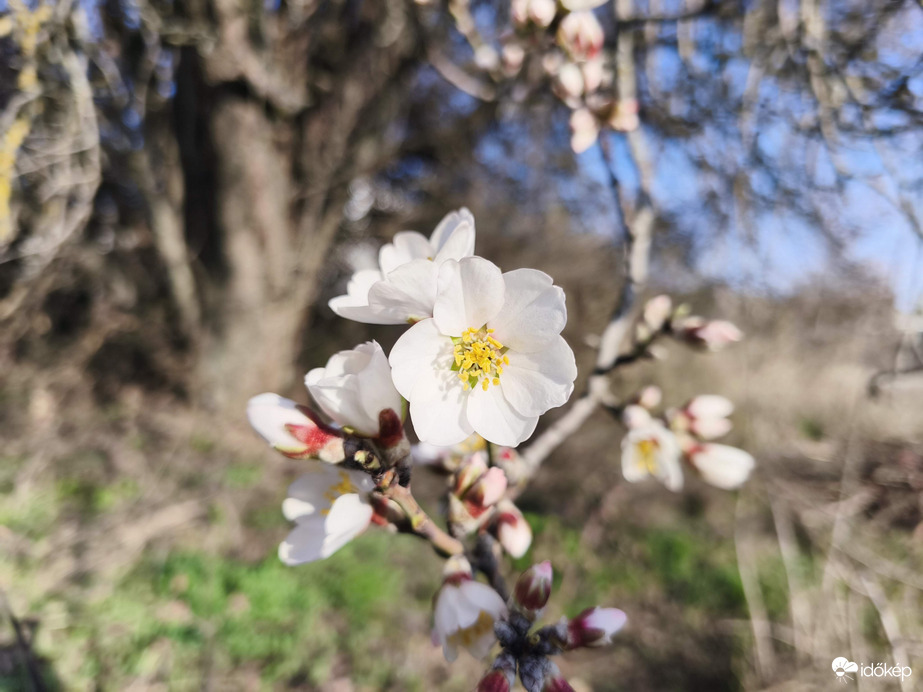 Mandulafa virágzás