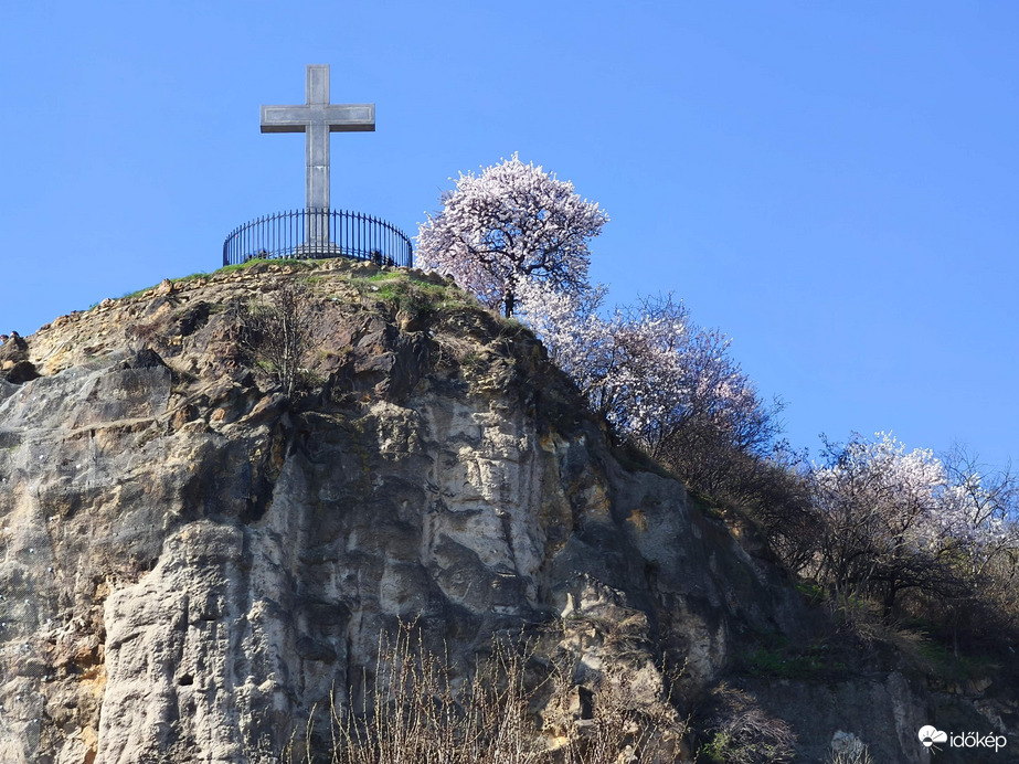 Mandulafa virágzás
