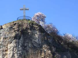 Mandulafa virágzás