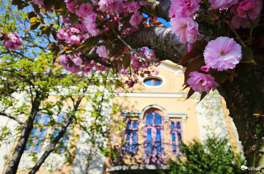 Cseresznyefavirágzás