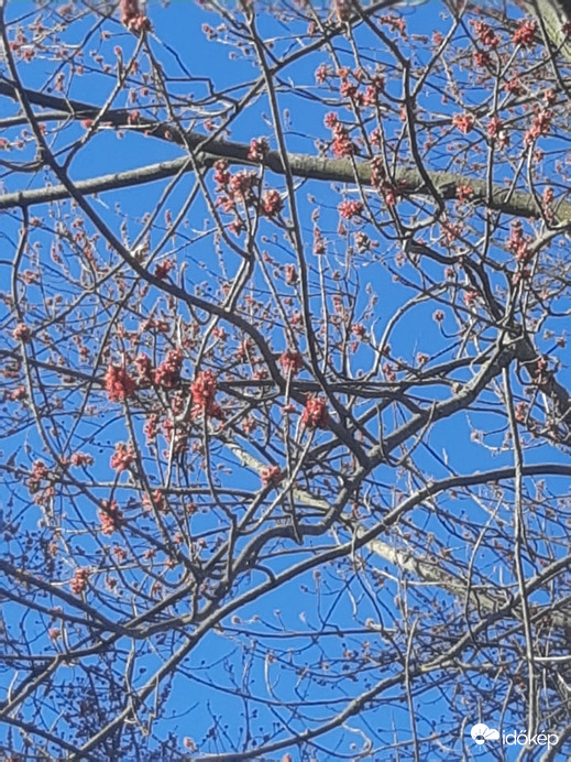 juhar rügy 02.09 én