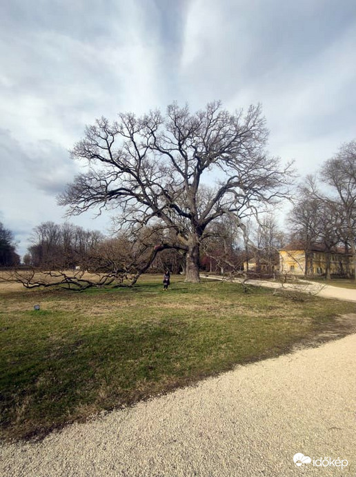 óriás tölgy a dégi kastély kertben