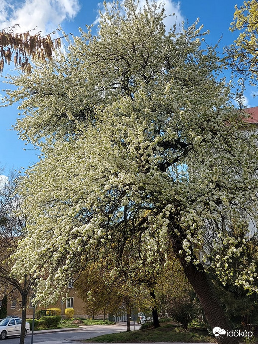 öreg vadkörte fa  a város közepén