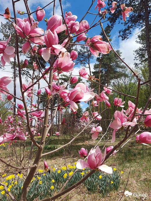 Jeli arborétumban illatos viragzó liliomfa
