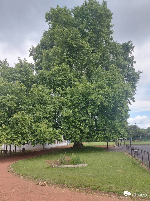 Söjtöri 500 éves platán az iskola udvaron